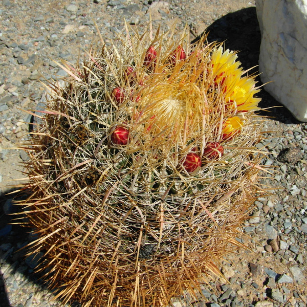 Файл:Ferocactus cylindraceus 64.JPG