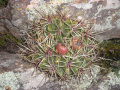 Gymnocalycium monvillei ssp. achirasense 4.JPG