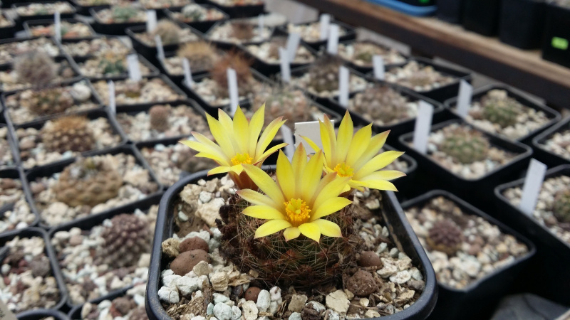 Файл:Mammillaria melaleuca 3.jpg