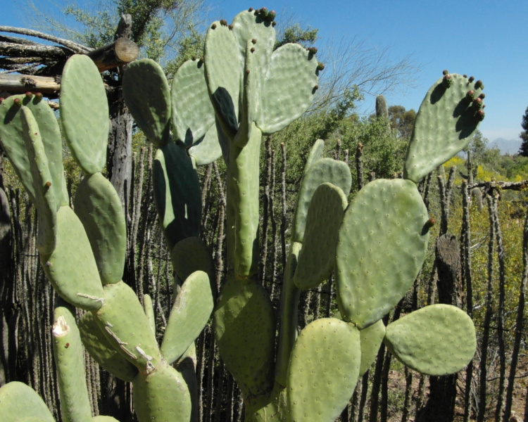 Файл:Opuntia ficus-indica 31.JPG