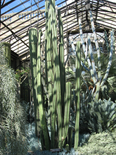 Файл:Pachycereus marginatus.jpg