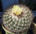 Stenocactus vaupelianus
