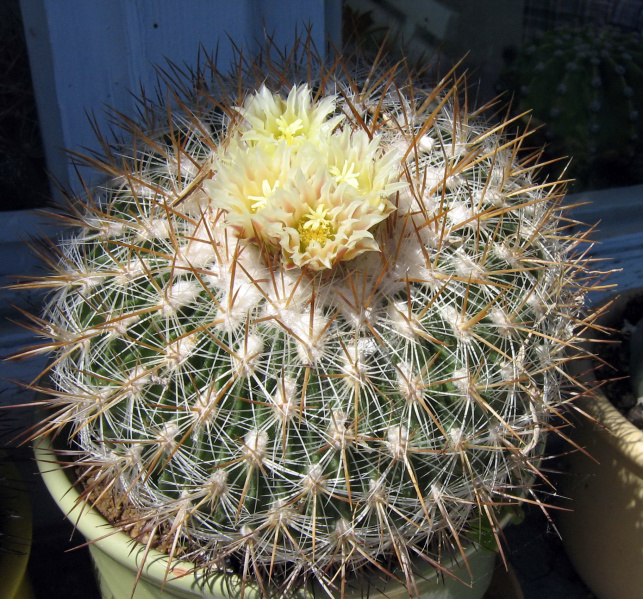 Файл:Stenocactus vaupelianus 15.jpg