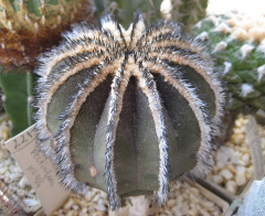 Uebelmania pectinifera HU 106.jpg