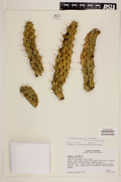 Файл:Austrocylindropuntia cylindrica ASU0054068.jpg