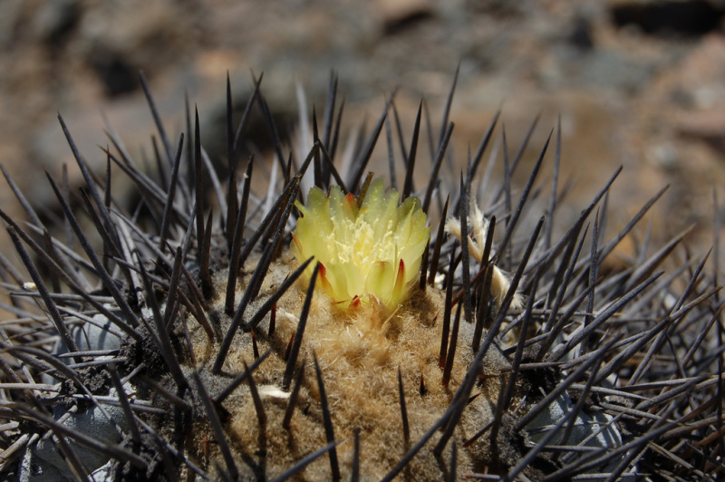 Файл:Copiapoa calderana ssp. atacamensis.jpg