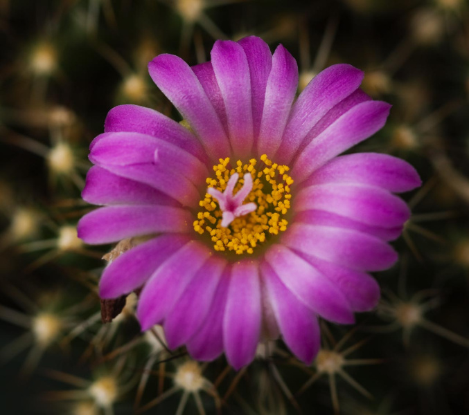 Файл:Coryphantha werdermannii GN.jpg