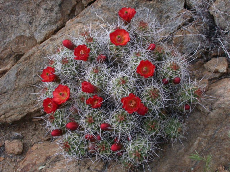 Файл:Echinocereus triglochidiatus ssp. mojavensis.jpeg