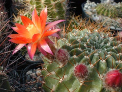 Echinopsis maximiliana ssp. maximiliana.jpg