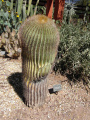 Ferocactus diguetii 2.JPG
