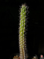 Harrisia tetracantha.jpg