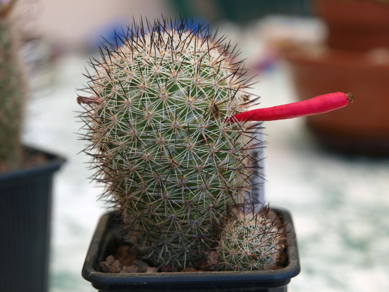 Файл:M. slevinii-(albicans albicans).jpg