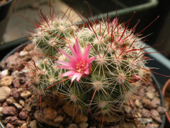 Mammillaria fittkaui ssp. limonensis TL577 Ento.jpg