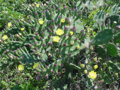 Opuntia arechavaletae.jpg