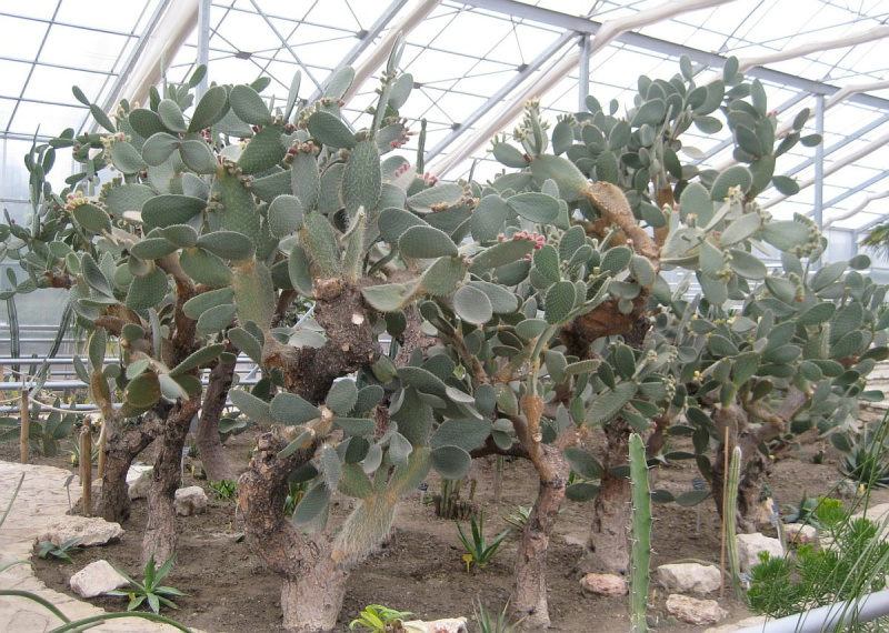 Файл:Opuntioideae.jpg