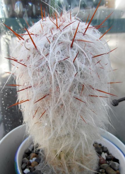 Файл:Oreocereus trollii 1.JPG