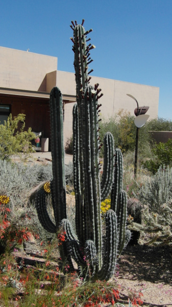 Файл:Pachycereus weberi 2.jpg