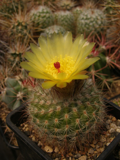 Parodia concinna.jpg