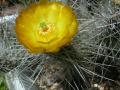 Tephrocactus weberi 6.jpg