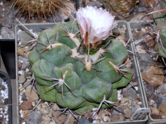 Thelocactus hexaedrophorus ssp. lloydii.JPG