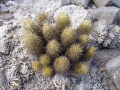 Achargma roseana ssp. galeananse hb.jpg