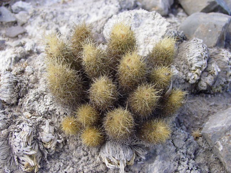 Файл:Achargma roseana ssp. galeananse hb.jpg