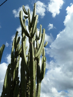 Cereus stenogonus 2.JPG