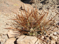 Cumulopuntia boliviana ssp. echinacea.jpg