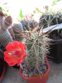 Echinocereus arizonicus 3.jpg