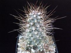 Echinocereus mapimiensis.JPG