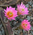 Echinocereus scheeri ssp. gentryi 02.jpg