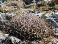 Echinopsis chrysochete 3.JPG