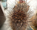 Eriosyce nidus 49.jpg