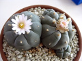 Lophophora williamsii