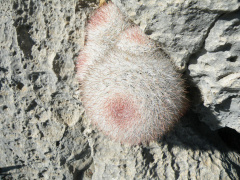 Mammilloydia candida 06.jpg