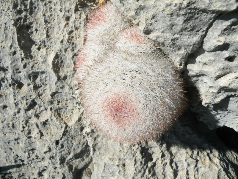 Файл:Mammilloydia candida 06.jpg