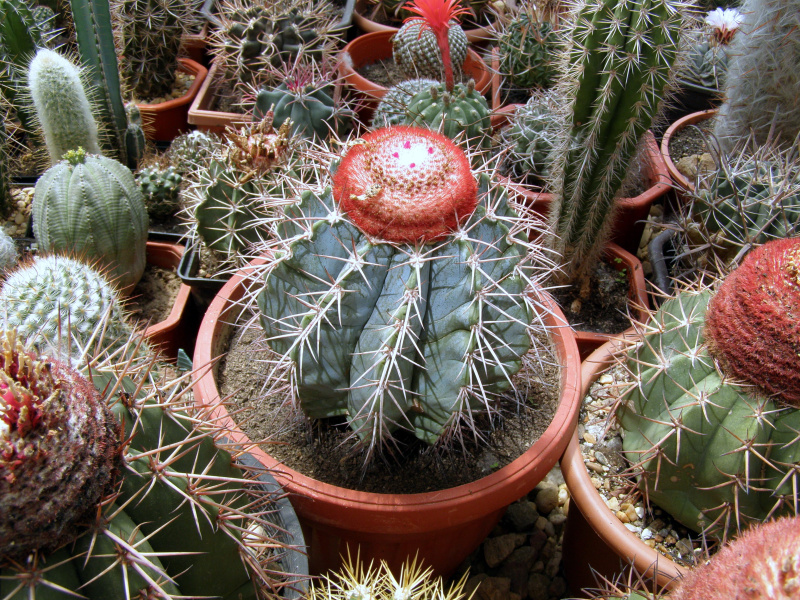 Файл:Melocactus azureus.JPG