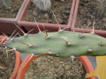 Opuntia retrorsa 1.jpg