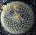 Parodia haselbergii ssp. haselbergii 4.jpg