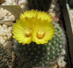 Parodia saint-pieana.jpg