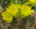 Rebutia neocumingii ssp. neocumingii 3.jpg