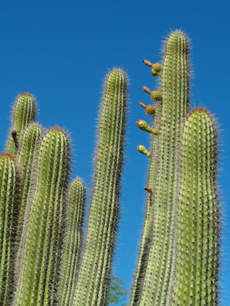 Файл:Stenocereus thurberi ssp. thurberi 7.JPG