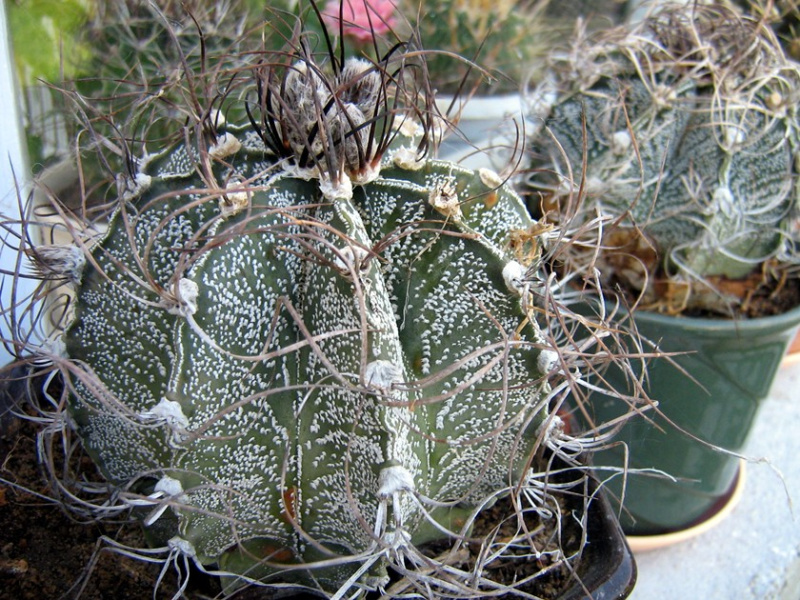 Файл:Astrophytum capricorne.jpg