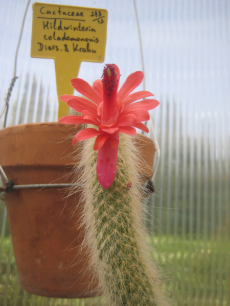 Файл:Cleistocactus winteri ssp. calademono 1.jpg