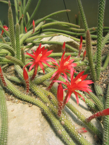 Файл:Disocactus martianus 2.jpg