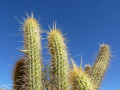 Echinopsis camarguensis 3.JPG