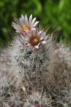 Escobaria lloydi Bili.jpg