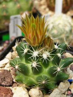 Escobaria missouriensis ssp. missouriensis 3.jpg