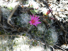 Mammillaria kraehenbuehlii 1.jpg