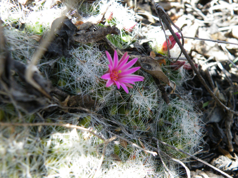 Файл:Mammillaria kraehenbuehlii 1.jpg